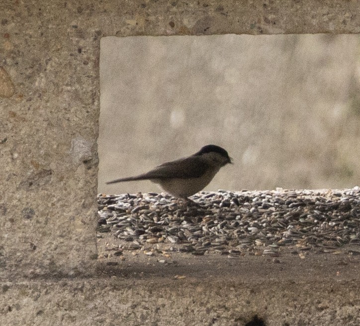 Marsh/Willow Tit - ML631348925