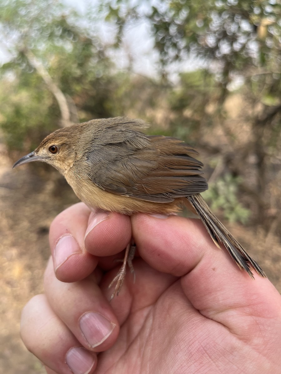 Singing Cisticola - ML631348930