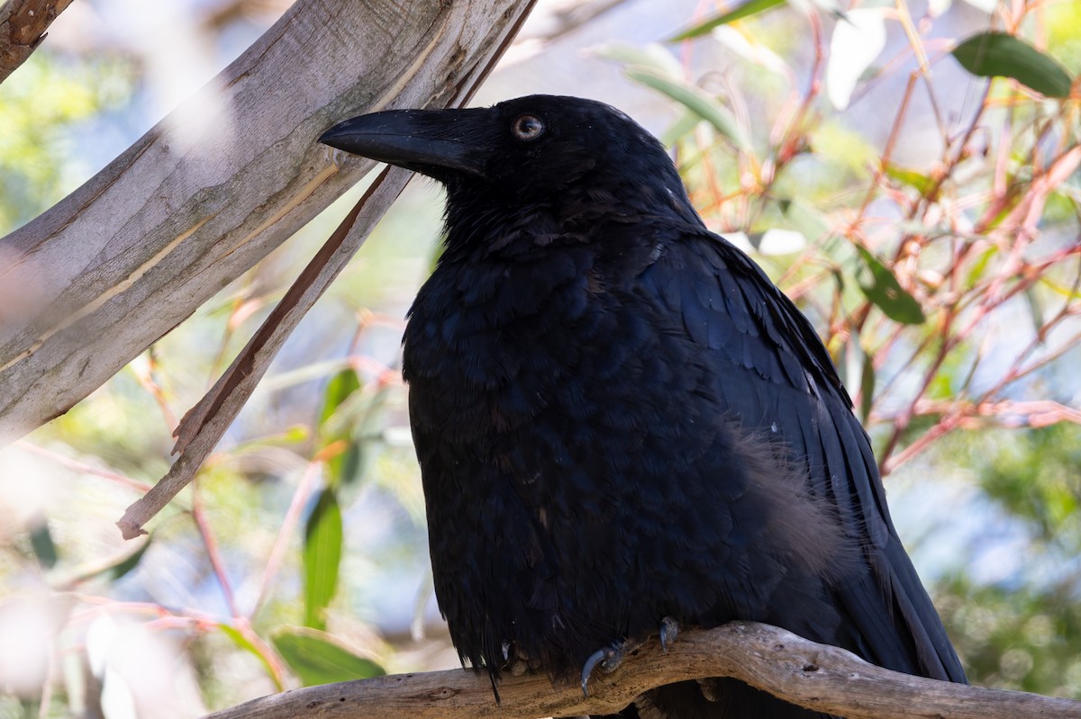 Forest Raven - ML631349146