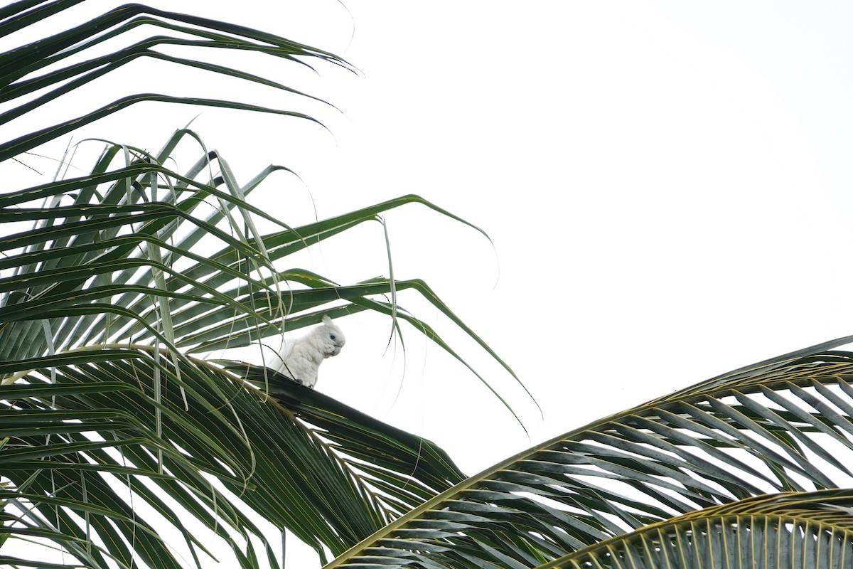 Solomons Corella - ML631349148