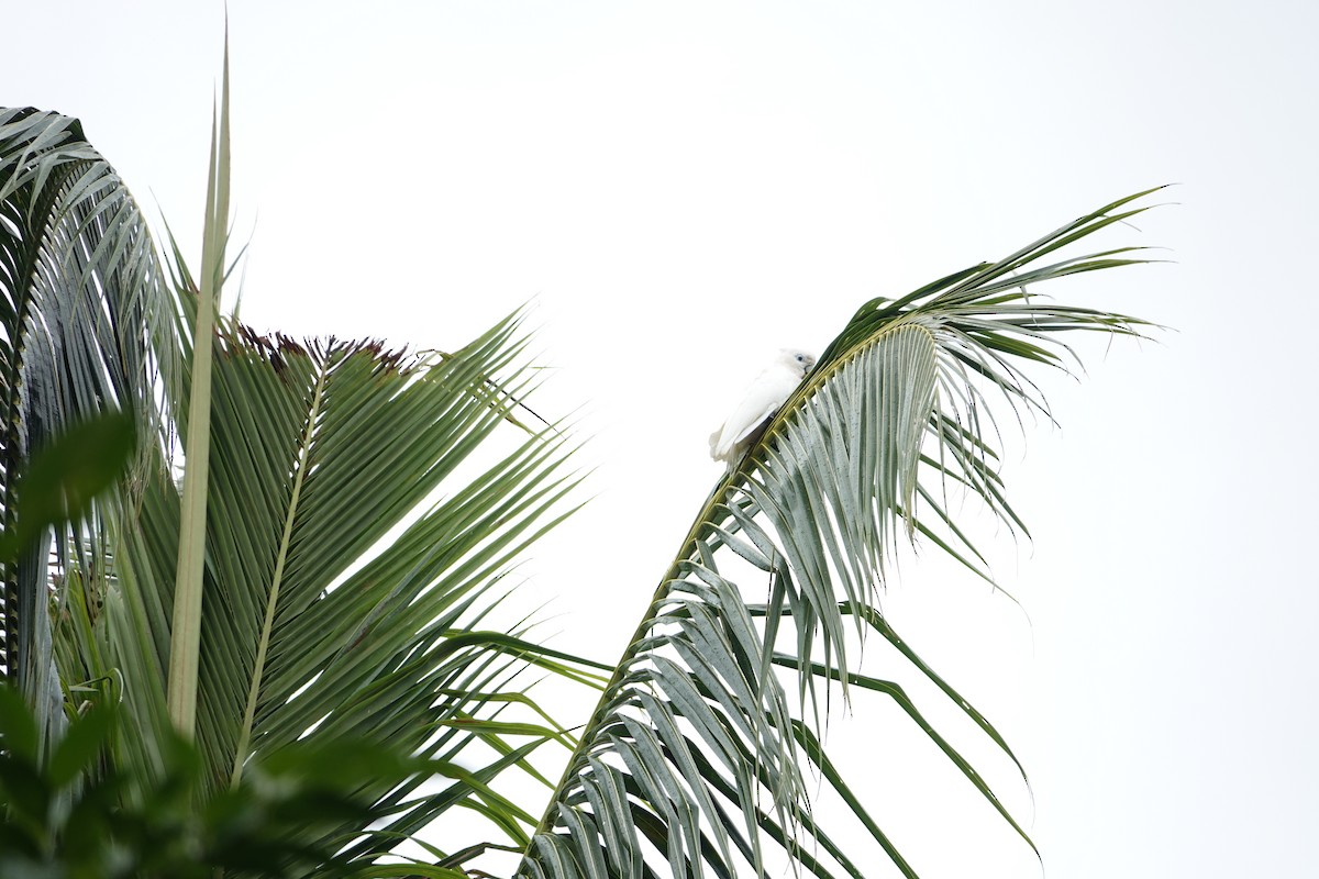 Solomons Corella - ML631349149