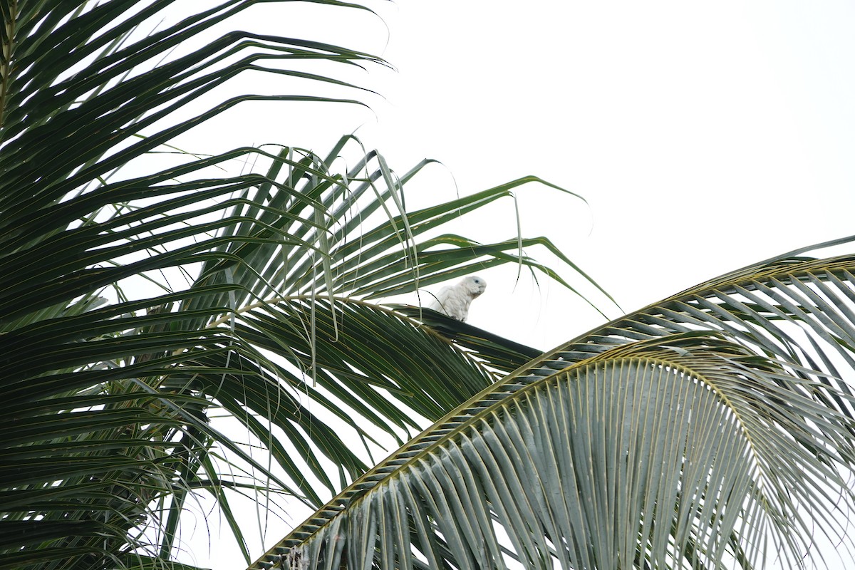 Solomons Corella - ML631349150