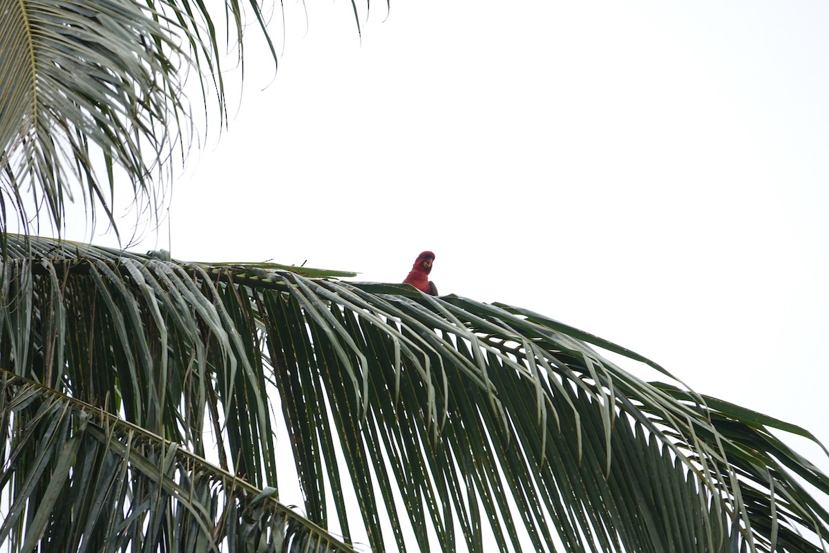 Cardinal Lory - ML631349155