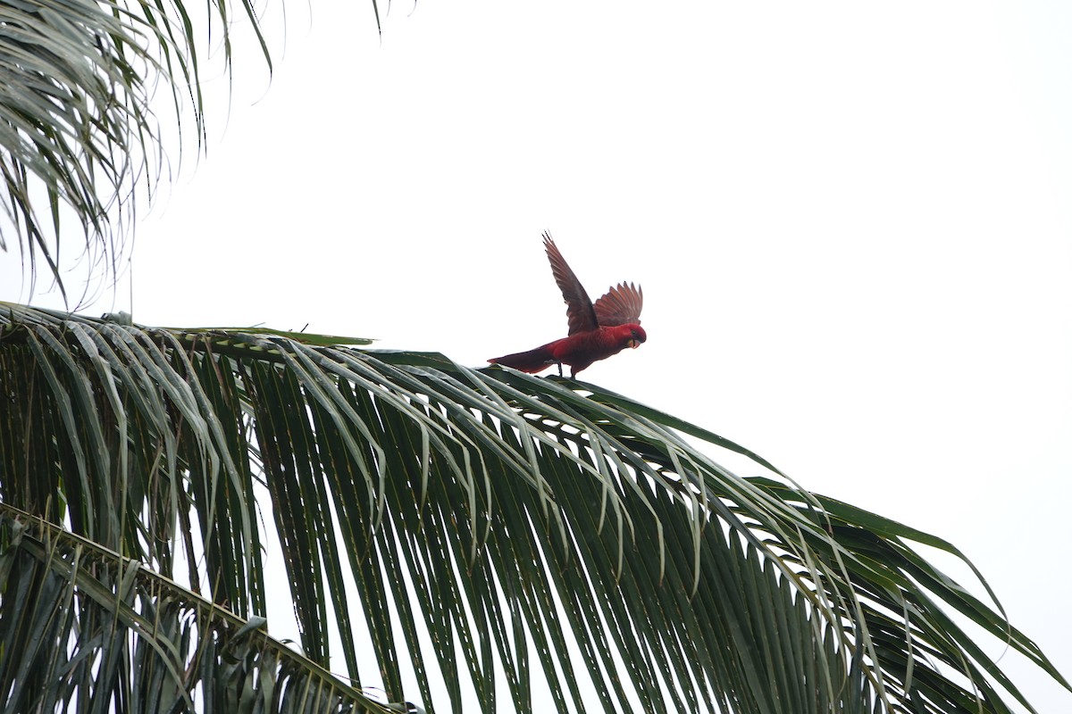 Cardinal Lory - ML631349156