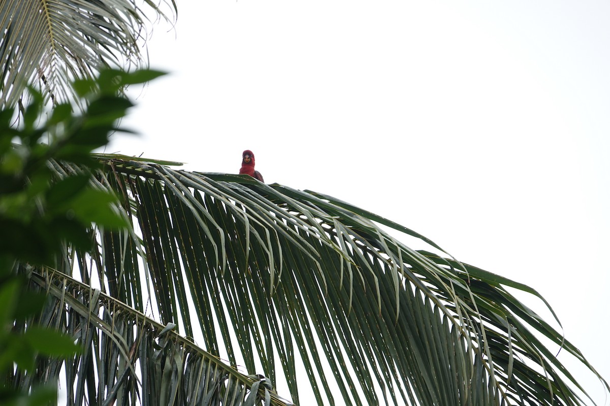 Cardinal Lory - ML631349157