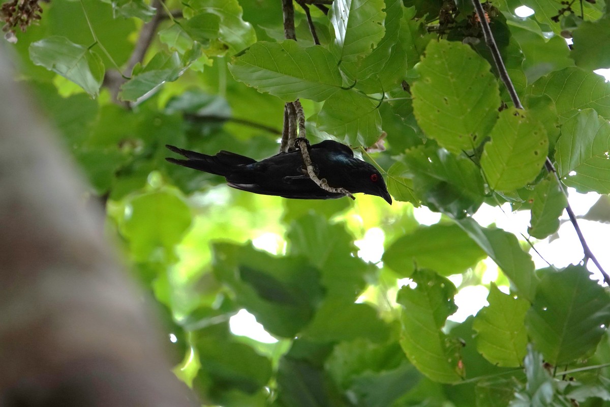 Metallic Starling - ML631349162