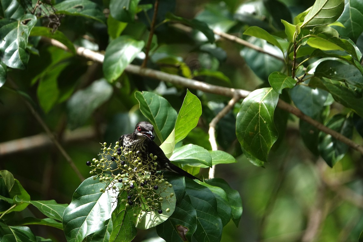 Metallic Starling - ML631349163