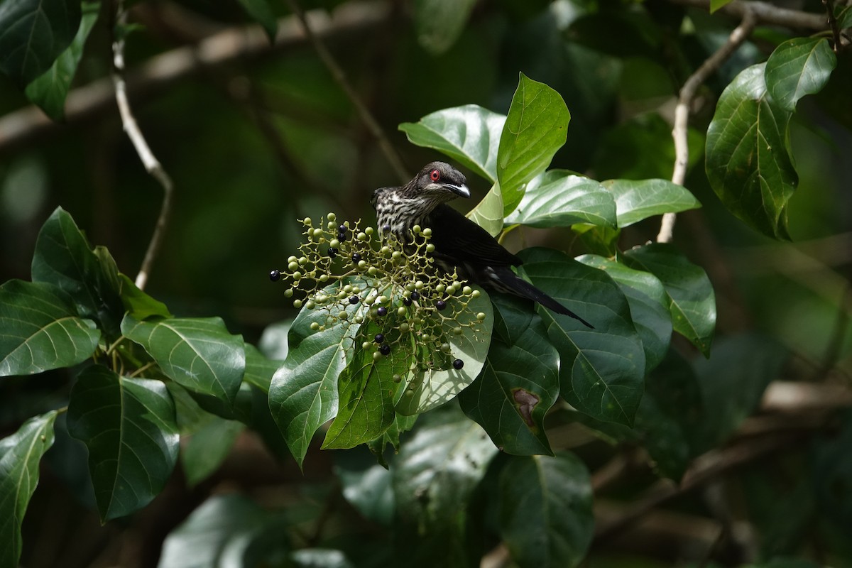 Metallic Starling - ML631349164
