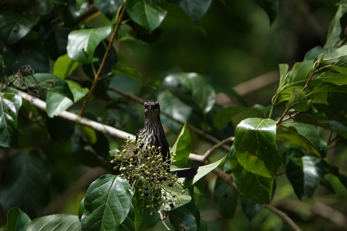 Metallic Starling - ML631349165