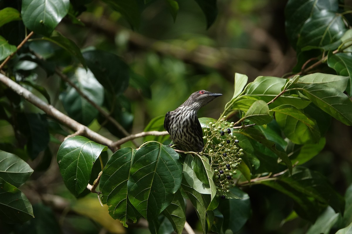 Metallic Starling - ML631349166