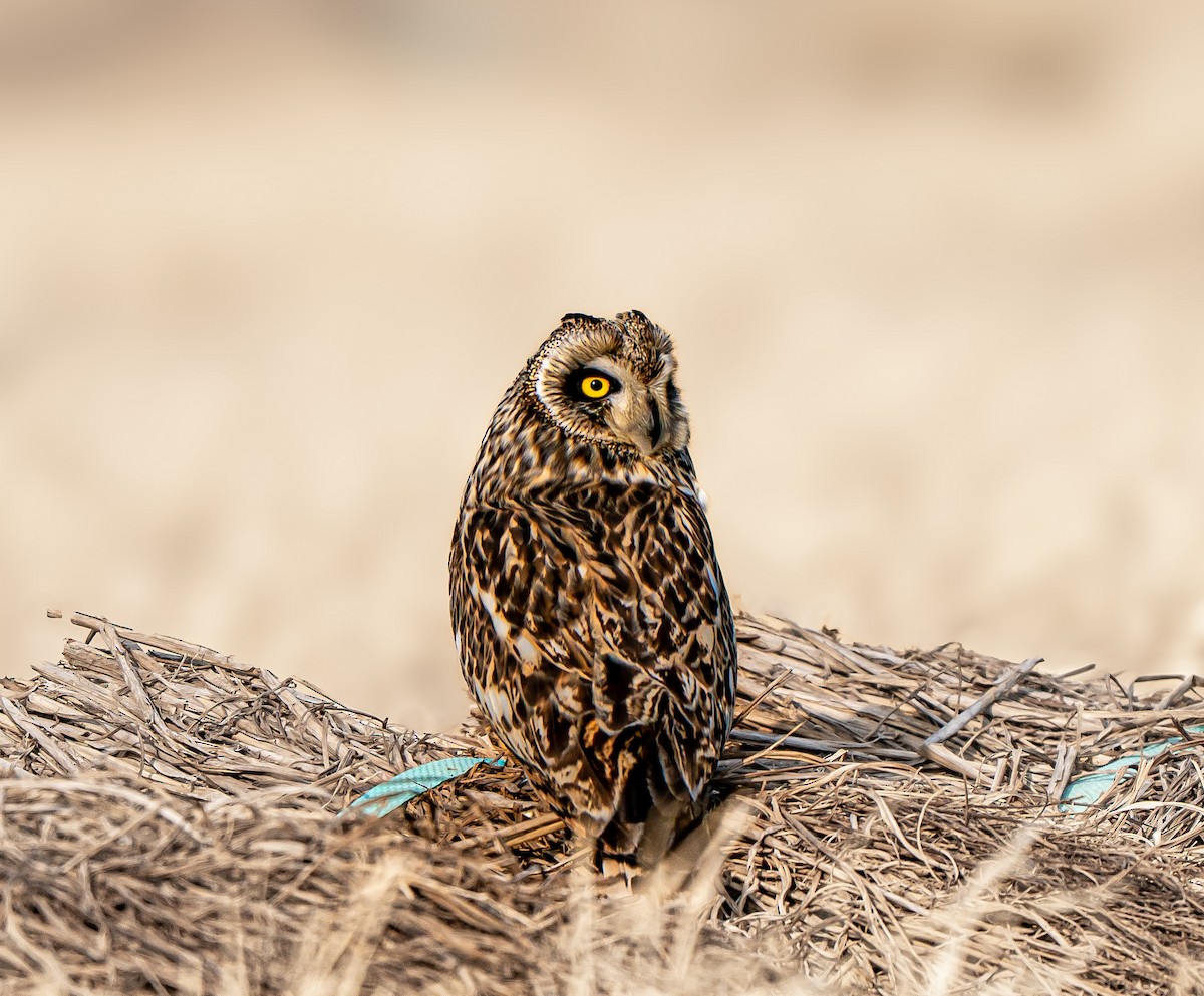 Short-eared Owl - ML631349177