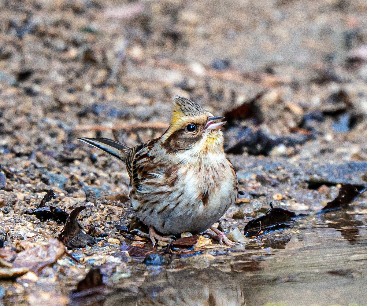 Yellow-throated Bunting - ML631349192