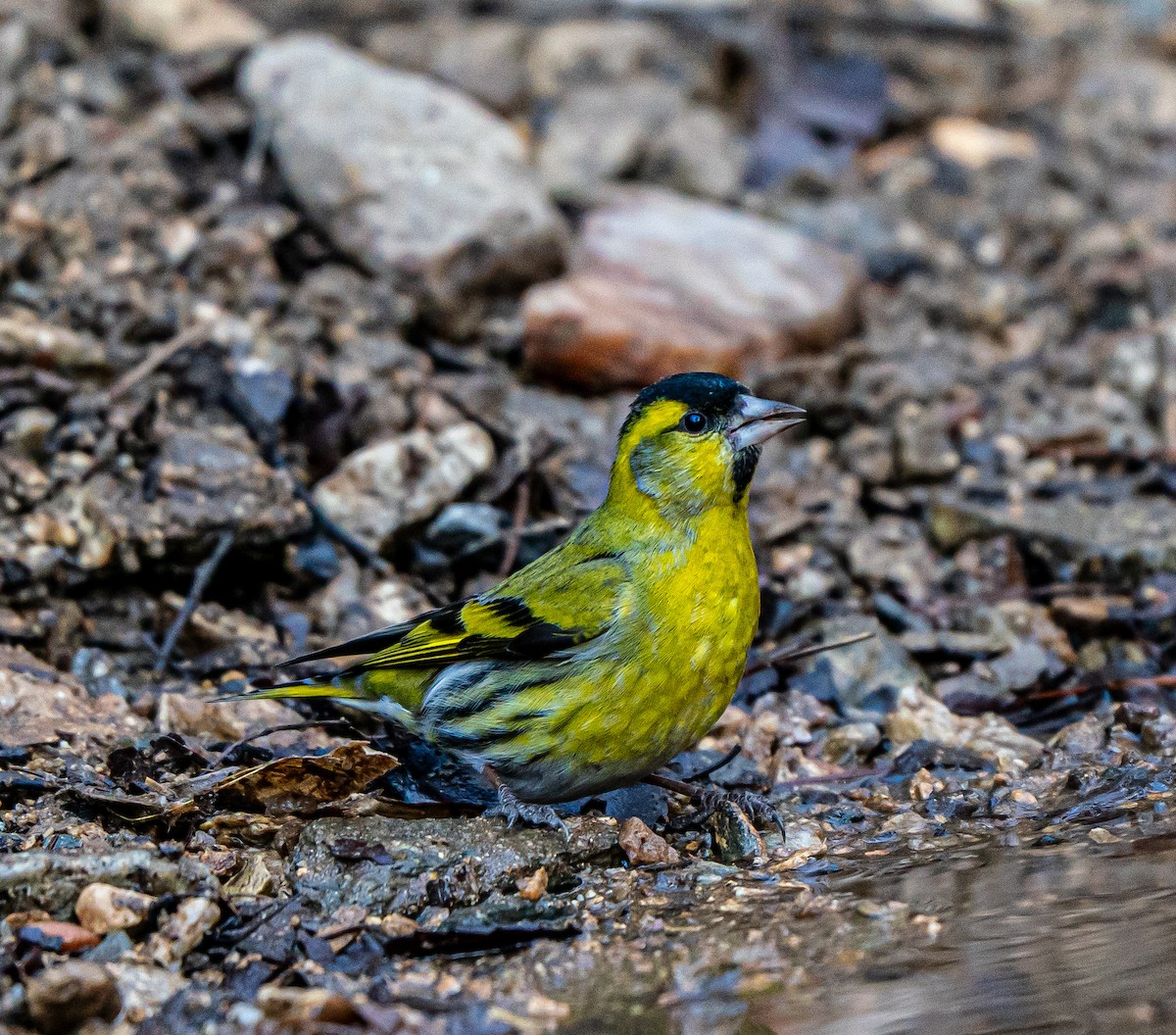 Eurasian Siskin - ML631349195