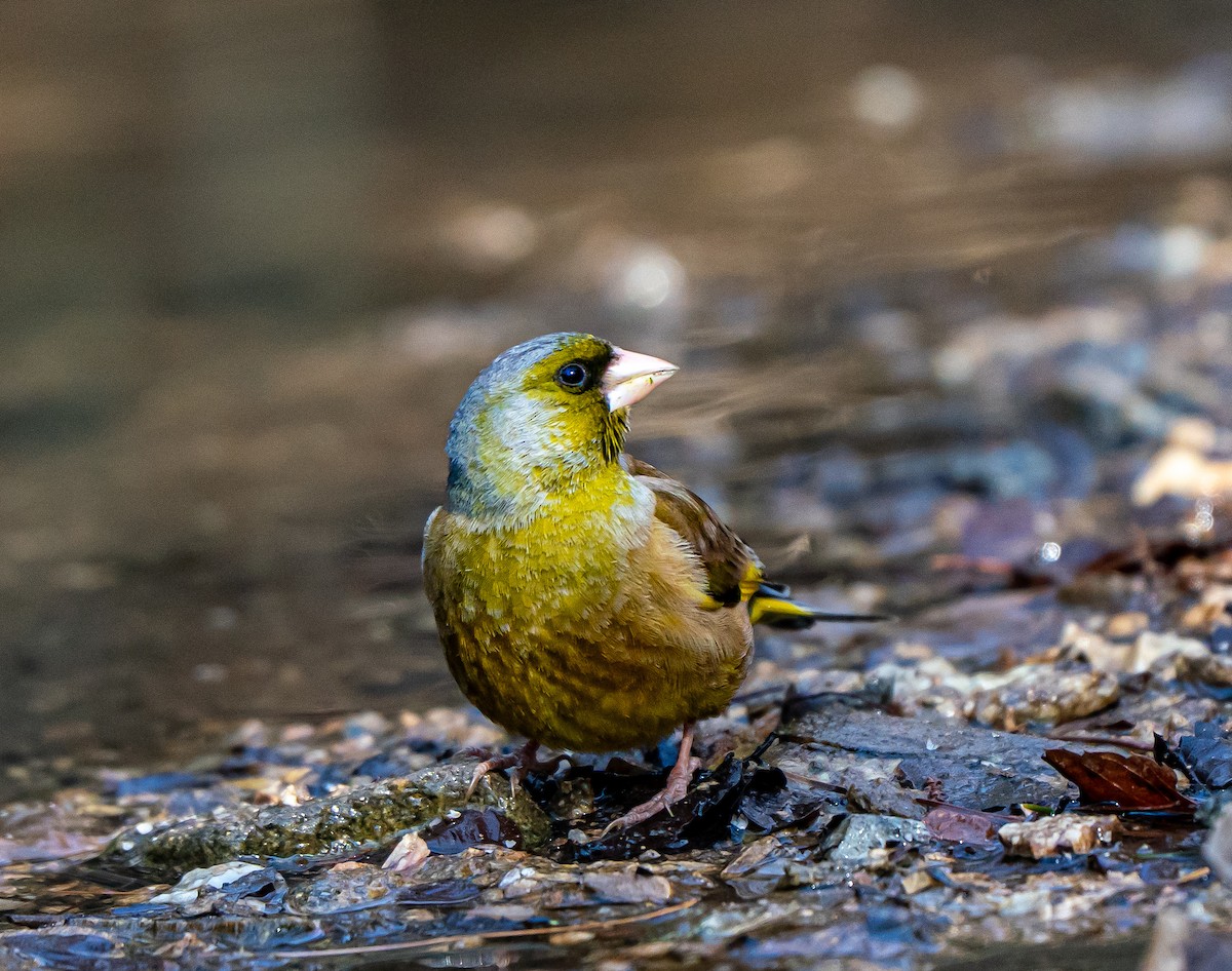 Oriental Greenfinch - ML631349199