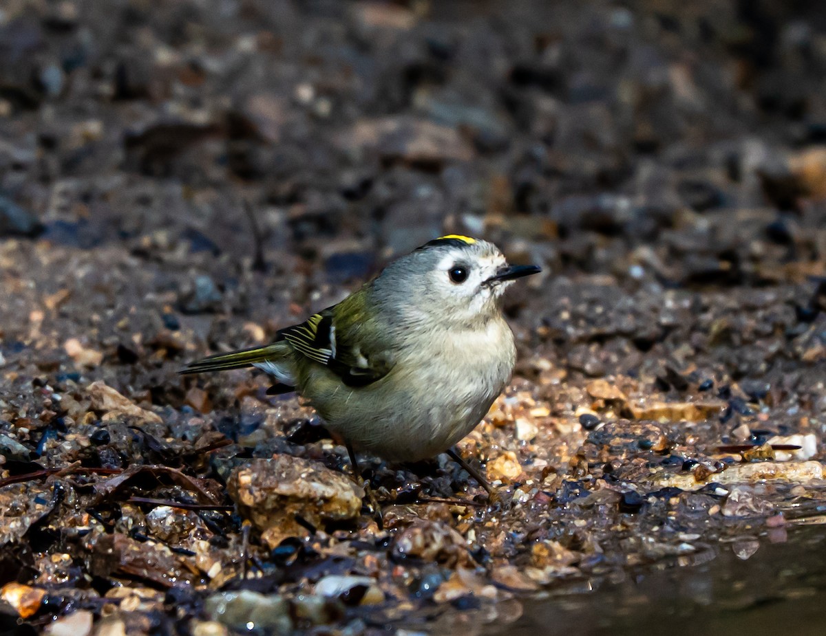 Goldcrest - ML631349203