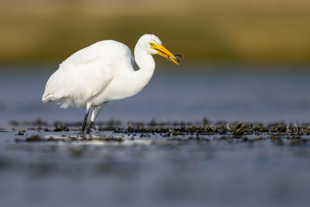 Medium Egret - Sylvain Reyt