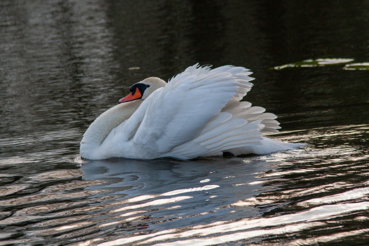 Mute Swan - ML631349320