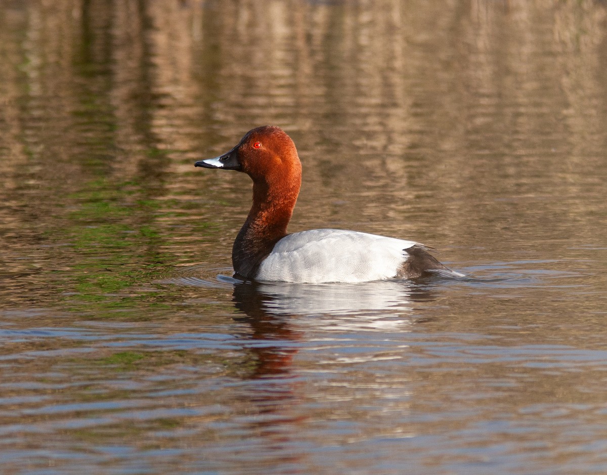 Common Pochard - ML631349322