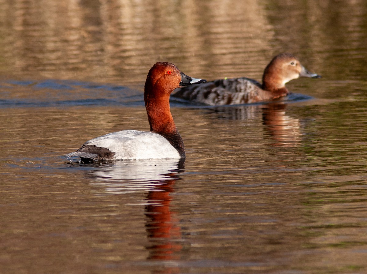 Common Pochard - ML631349327
