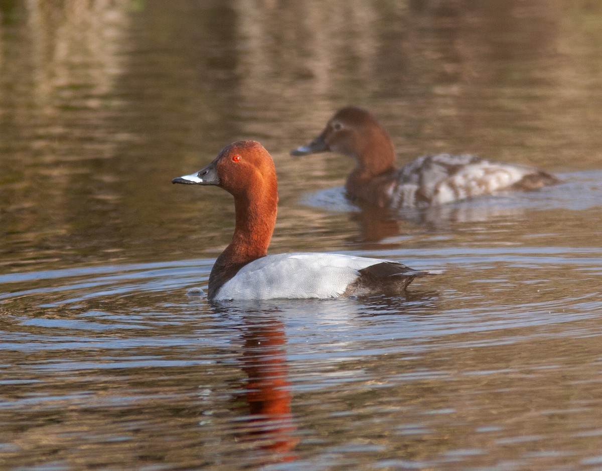 Common Pochard - ML631349329