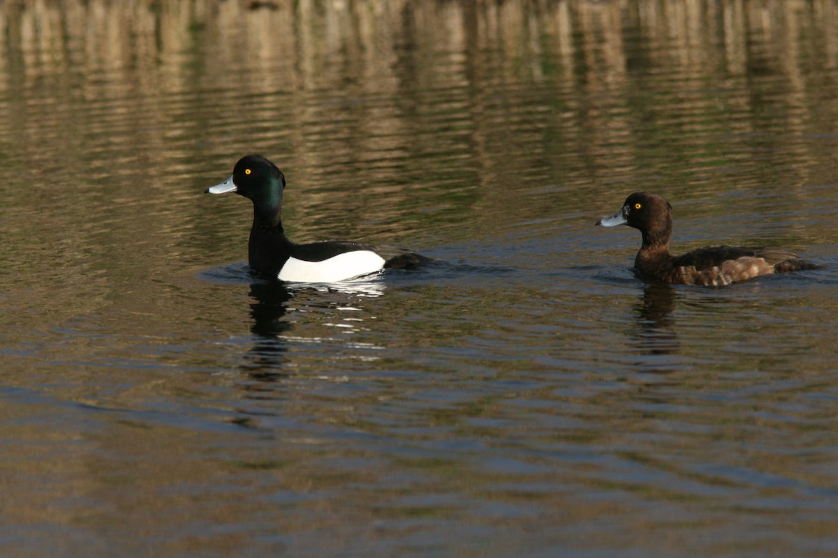 Tufted Duck - ML631349339
