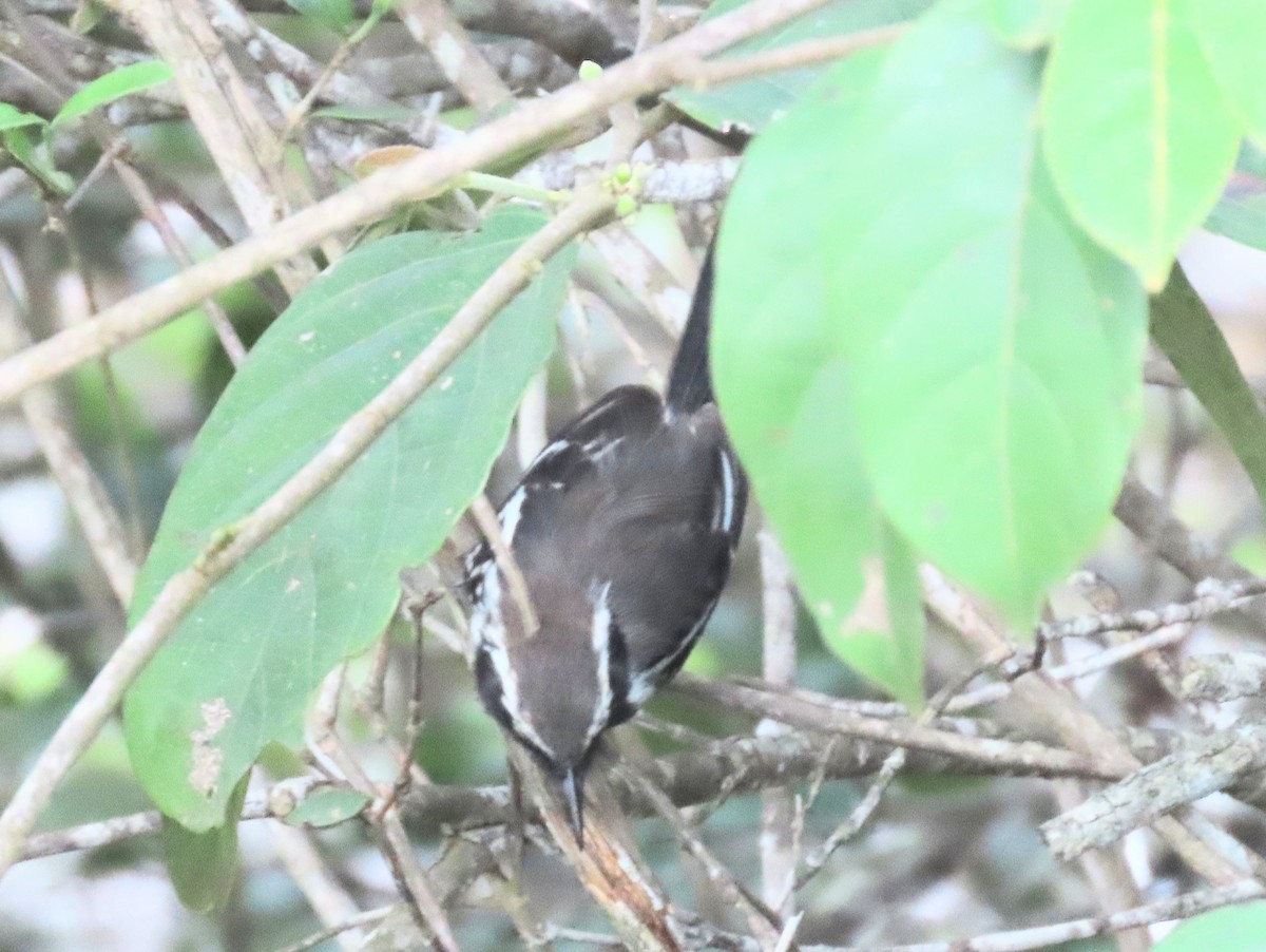 Black-bellied Antwren - ML631349390