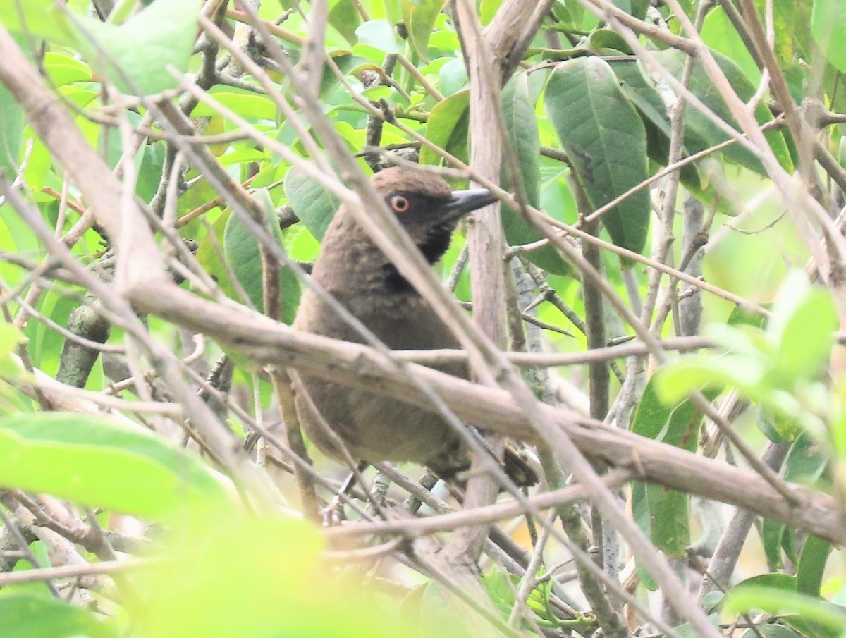 Red-shouldered Spinetail - ML631349396