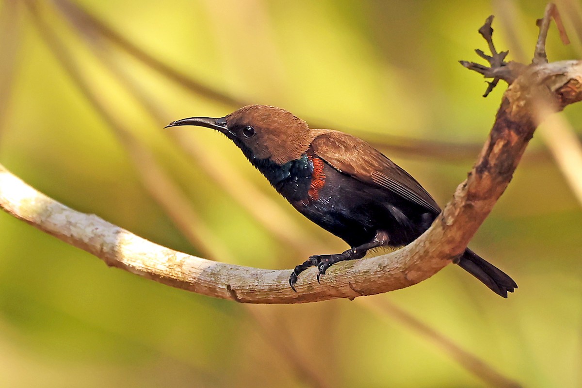 Flores Sea Sunbird - ML631349671