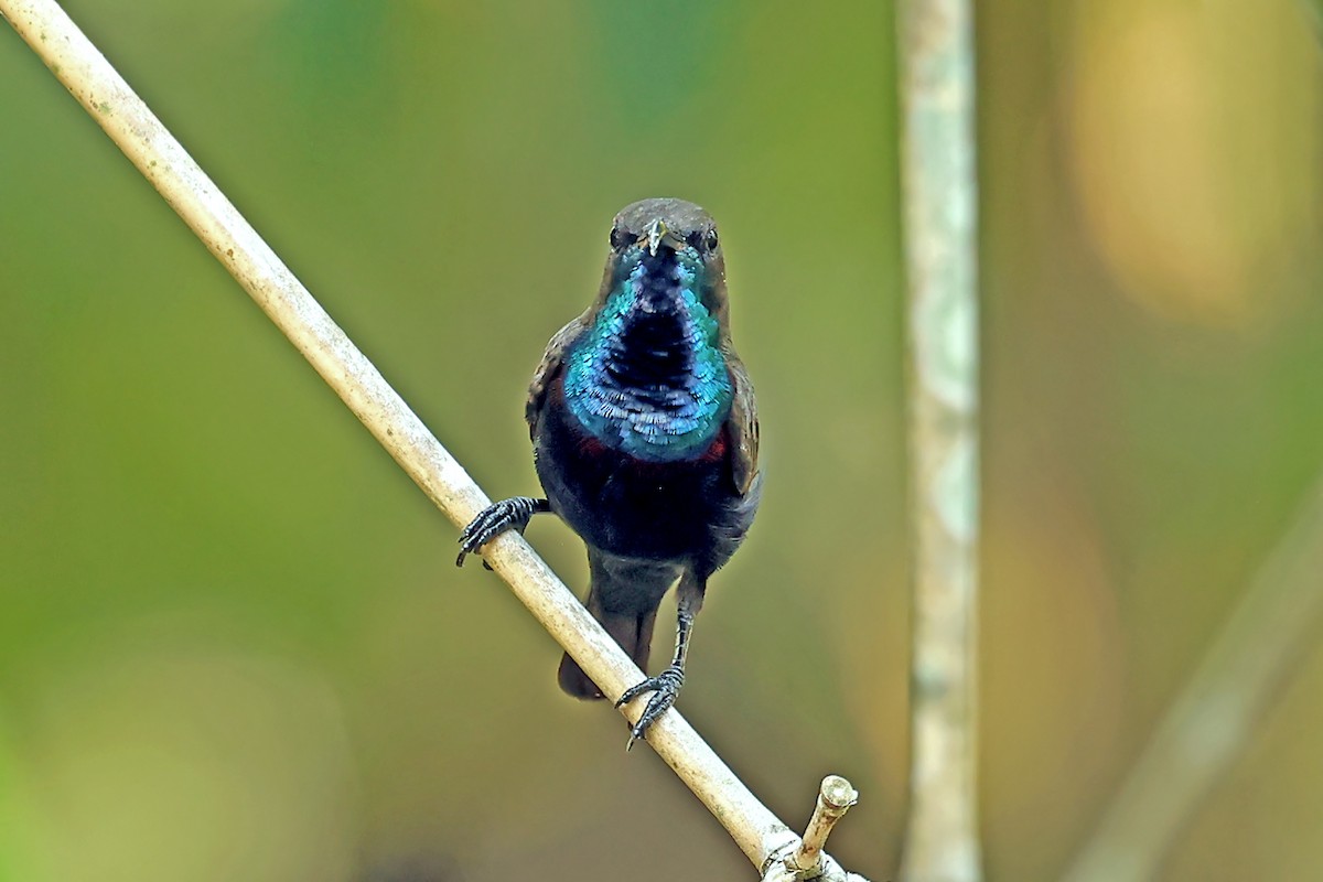 Flores Sea Sunbird - ML631349673