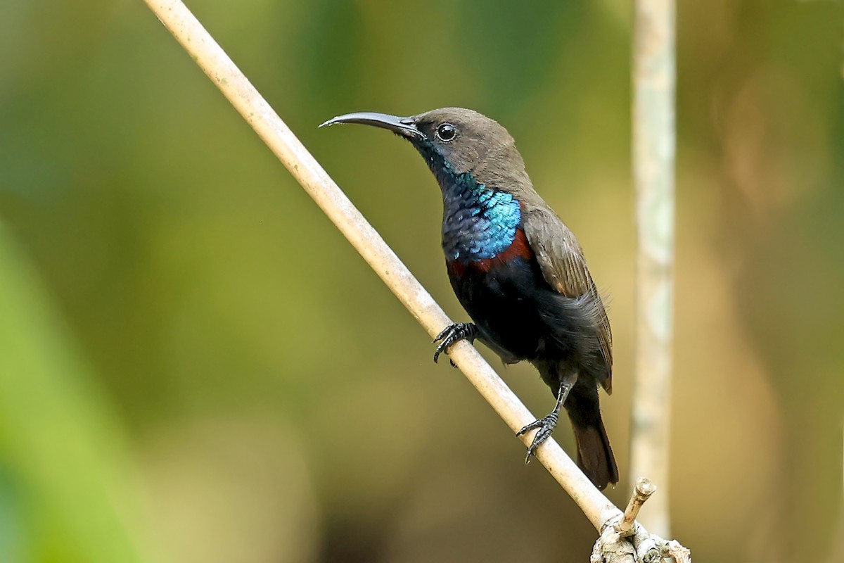 Flores Sea Sunbird - ML631349675