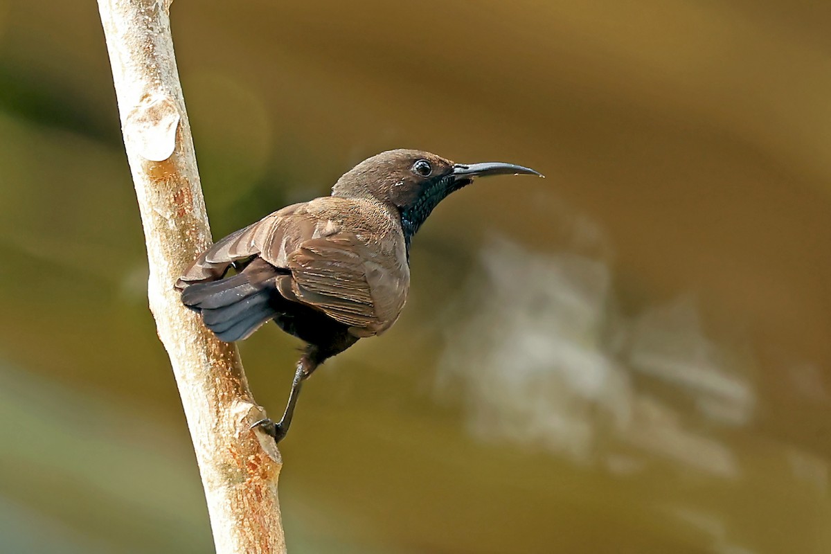 Flores Sea Sunbird - ML631349676