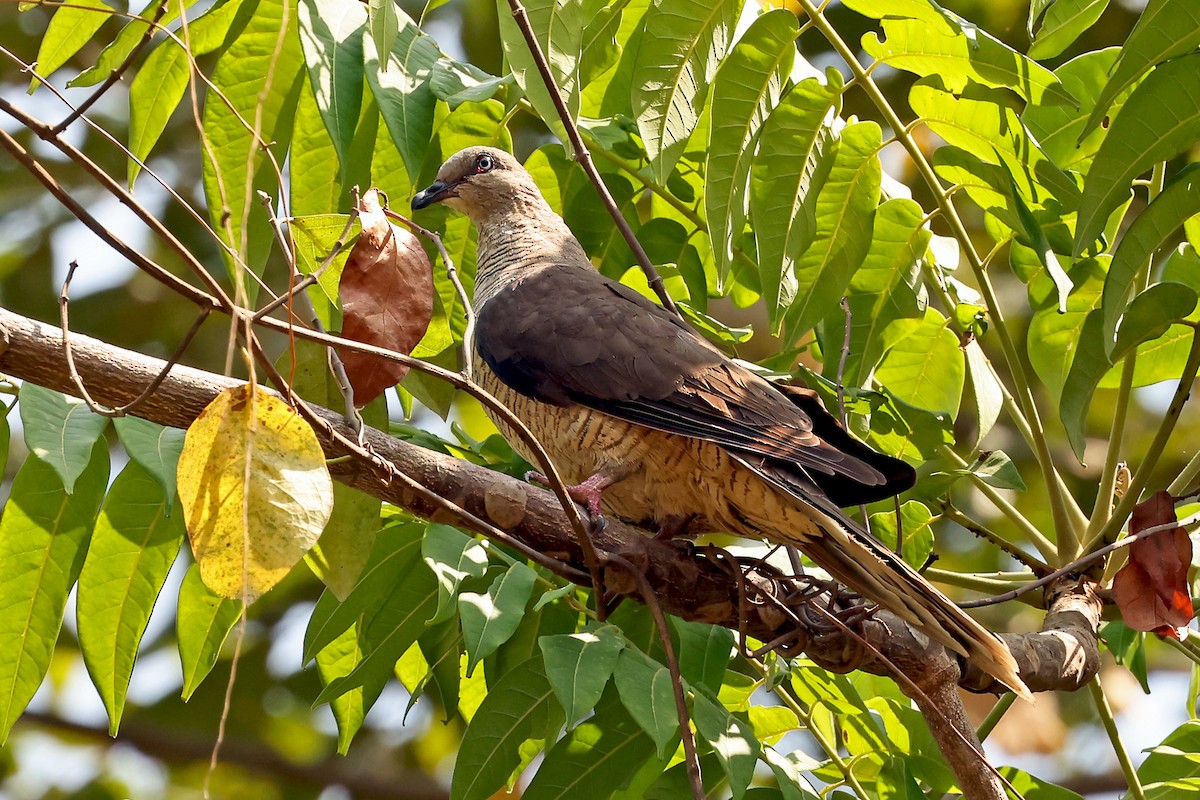 Flores Sea Cuckoo-Dove - ML631349701