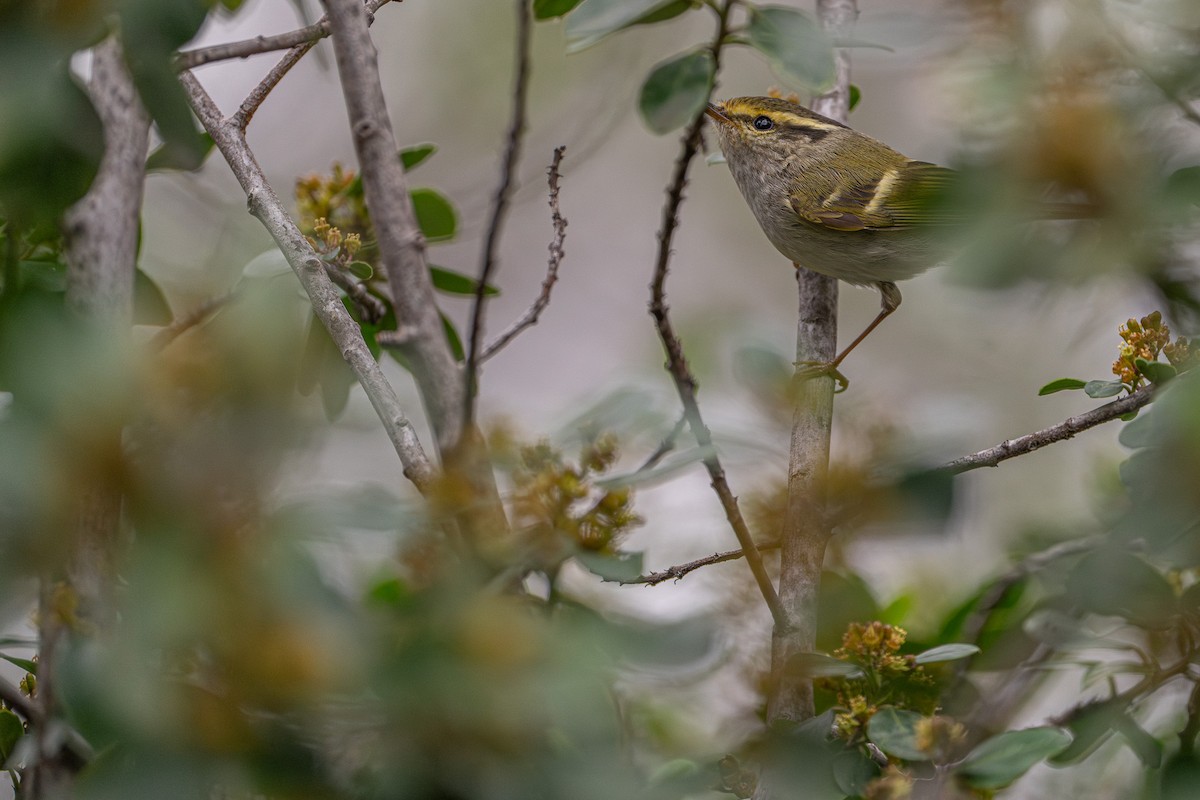 budníček zlatohlavý - ML631349715
