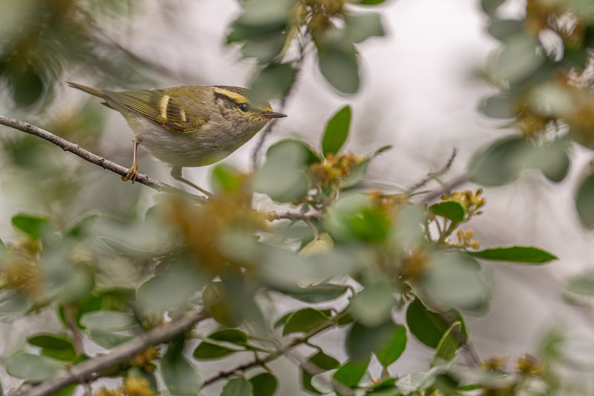 budníček zlatohlavý - ML631349721