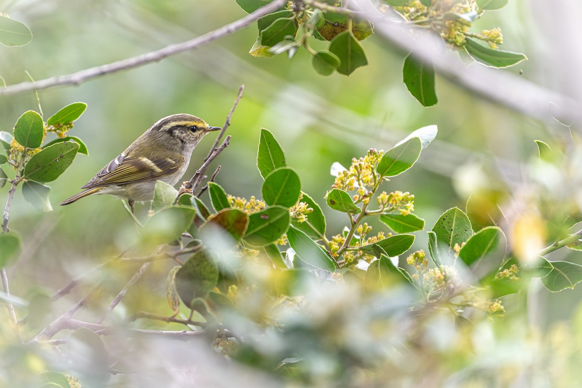 budníček zlatohlavý - ML631349739