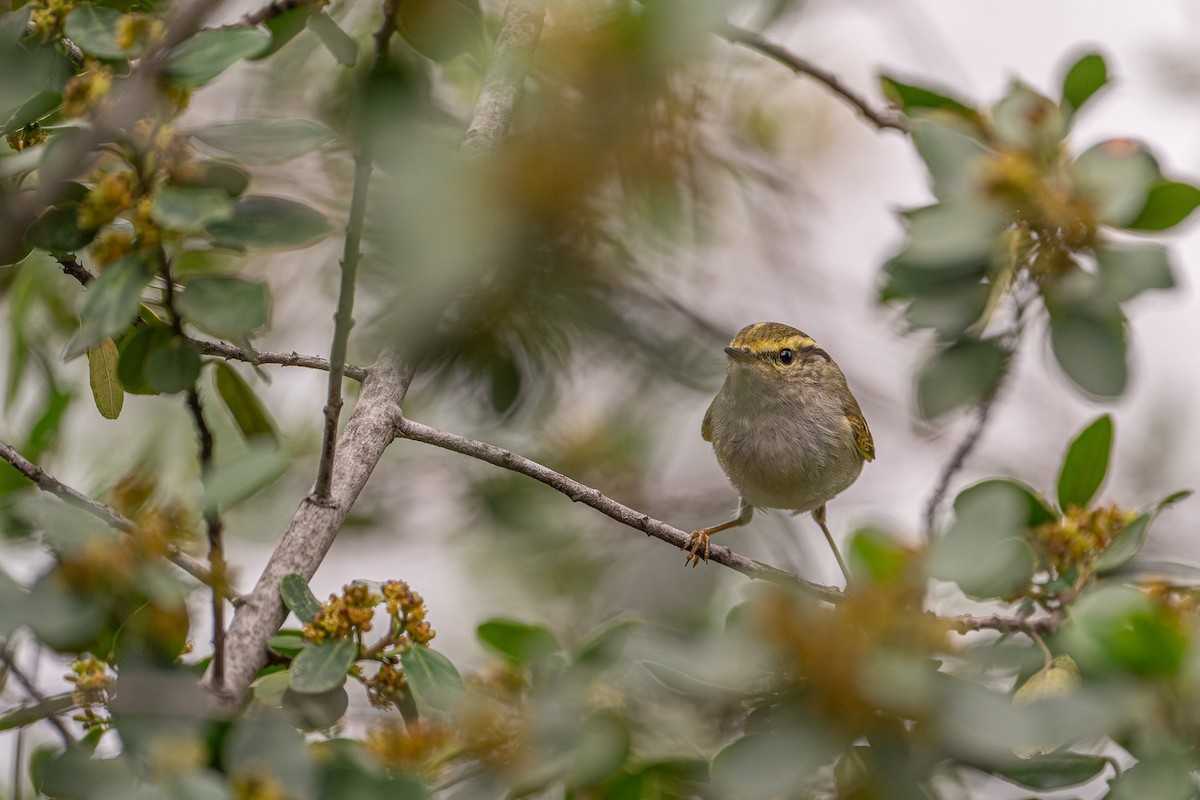 budníček zlatohlavý - ML631349740