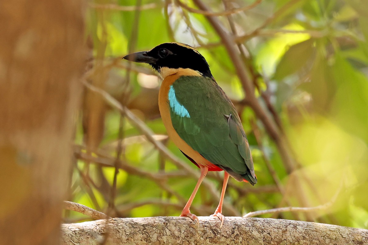 Elegant Pitta - ML631349863