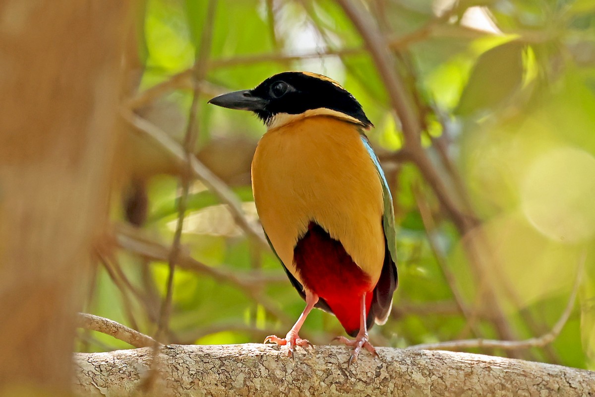Elegant Pitta - ML631349864