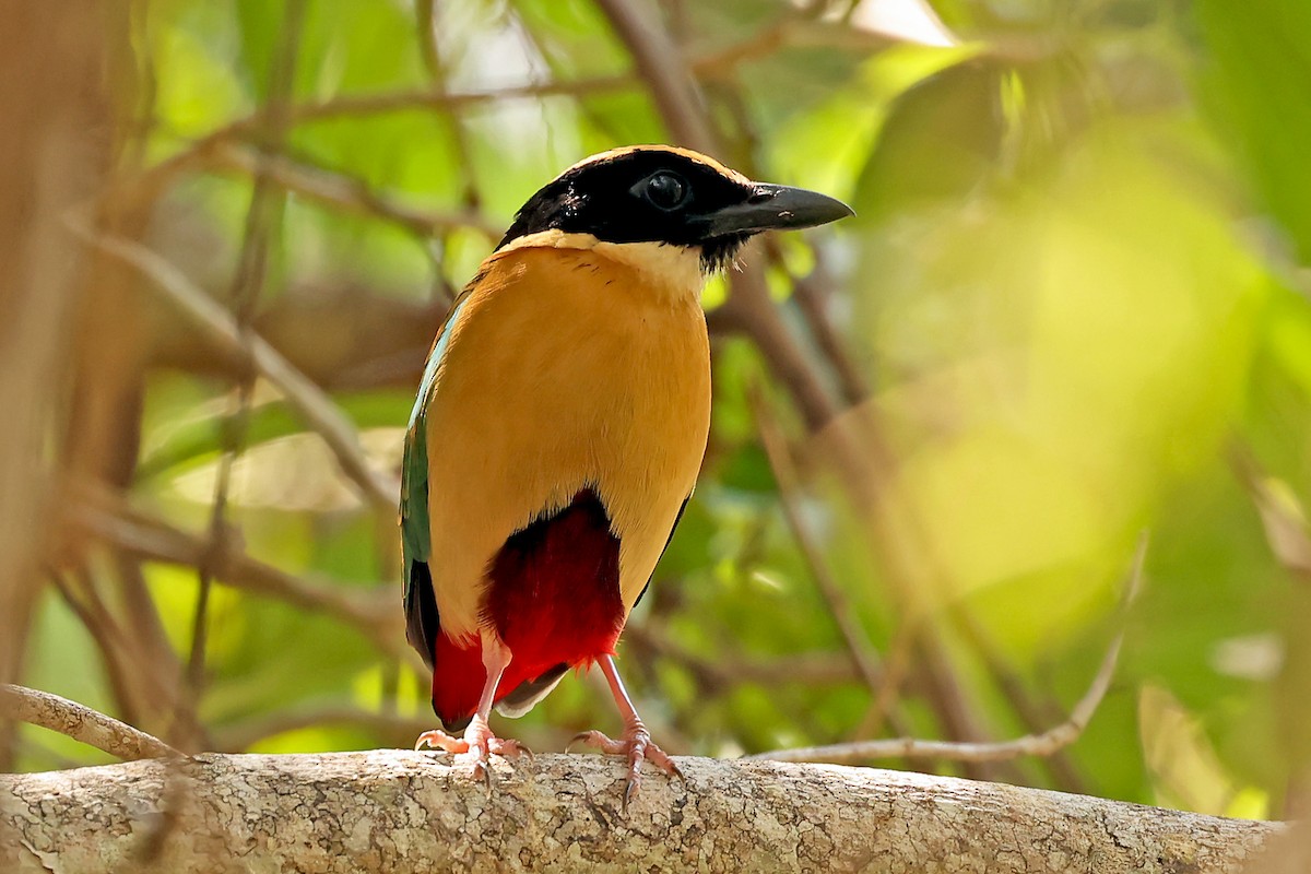 Elegant Pitta - ML631349867