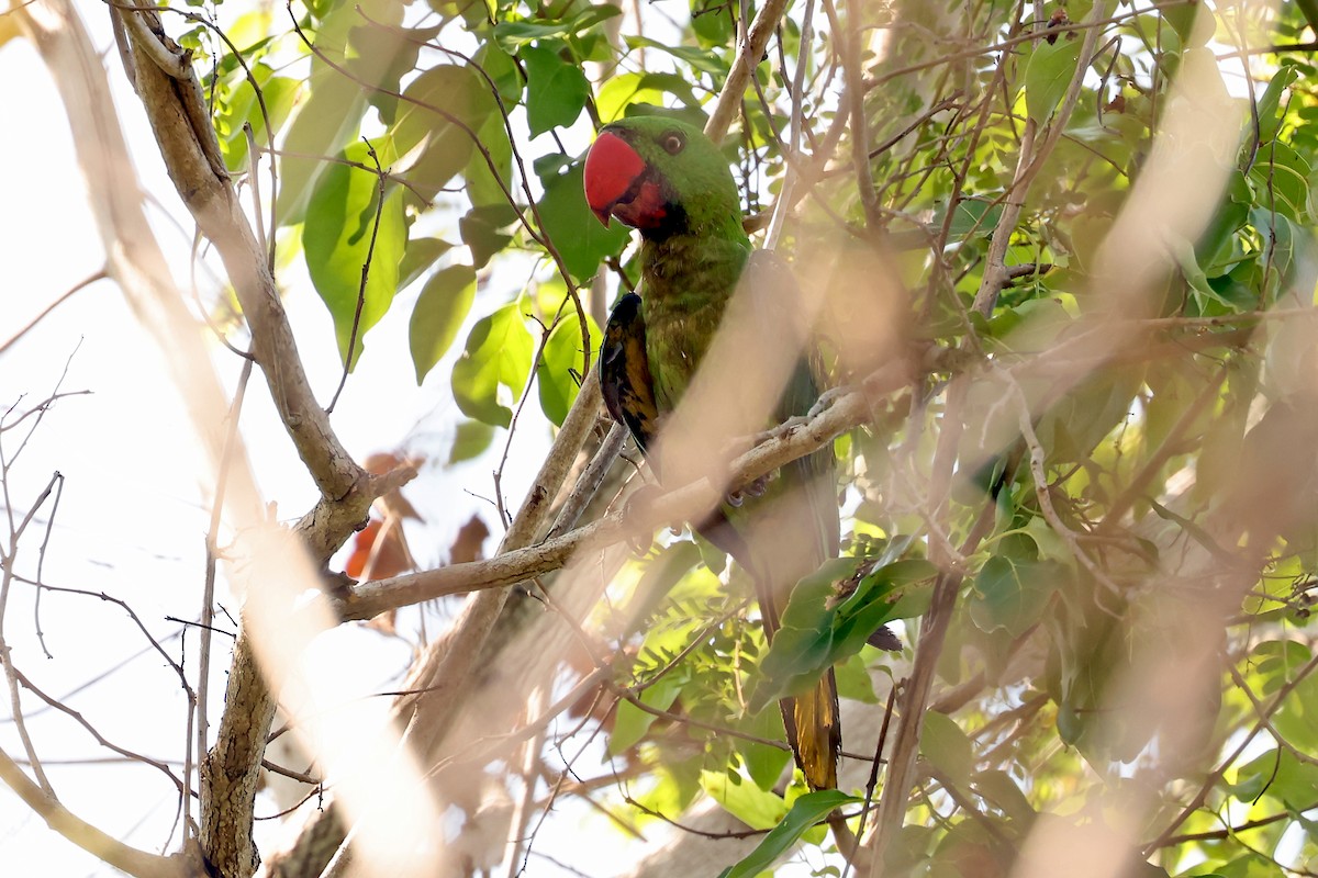 Great-billed Parrot - ML631349868