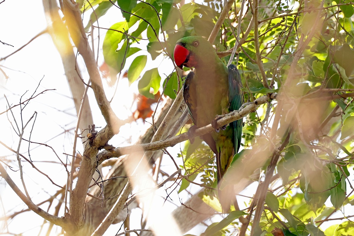 Great-billed Parrot - ML631349870