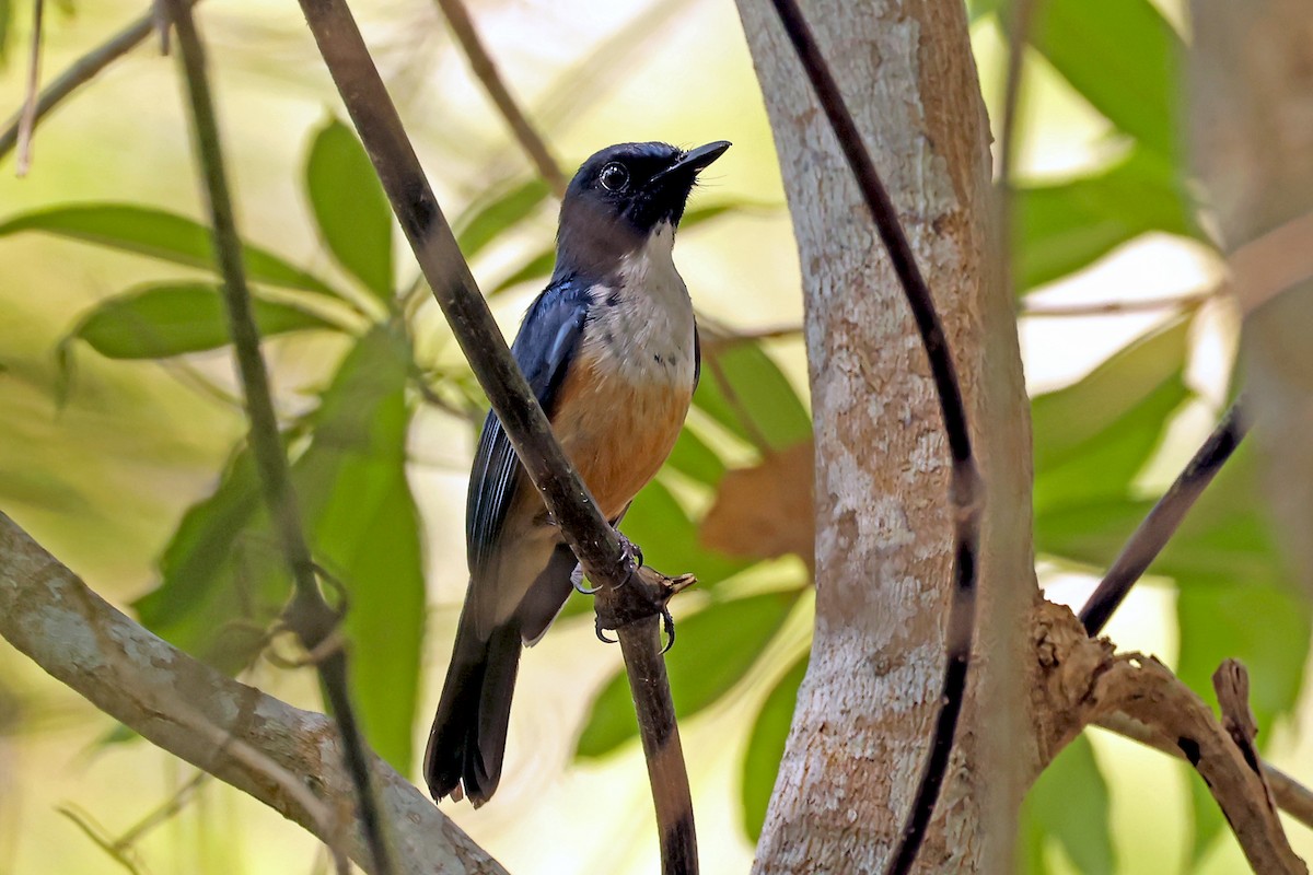 Kalao Blue Flycatcher - ML631349880