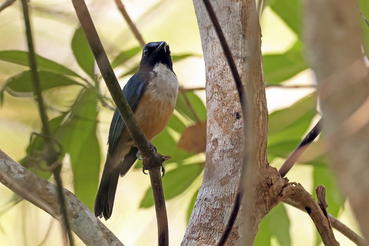 Kalao Blue Flycatcher - ML631349883