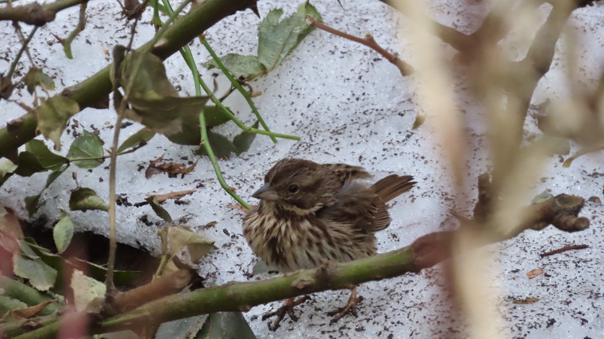 Song Sparrow (melodia/atlantica) - ML631349973