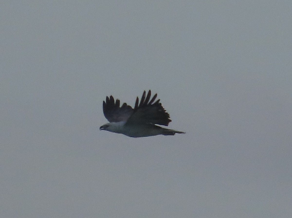 Weißbauch-Seeadler - ML631350040