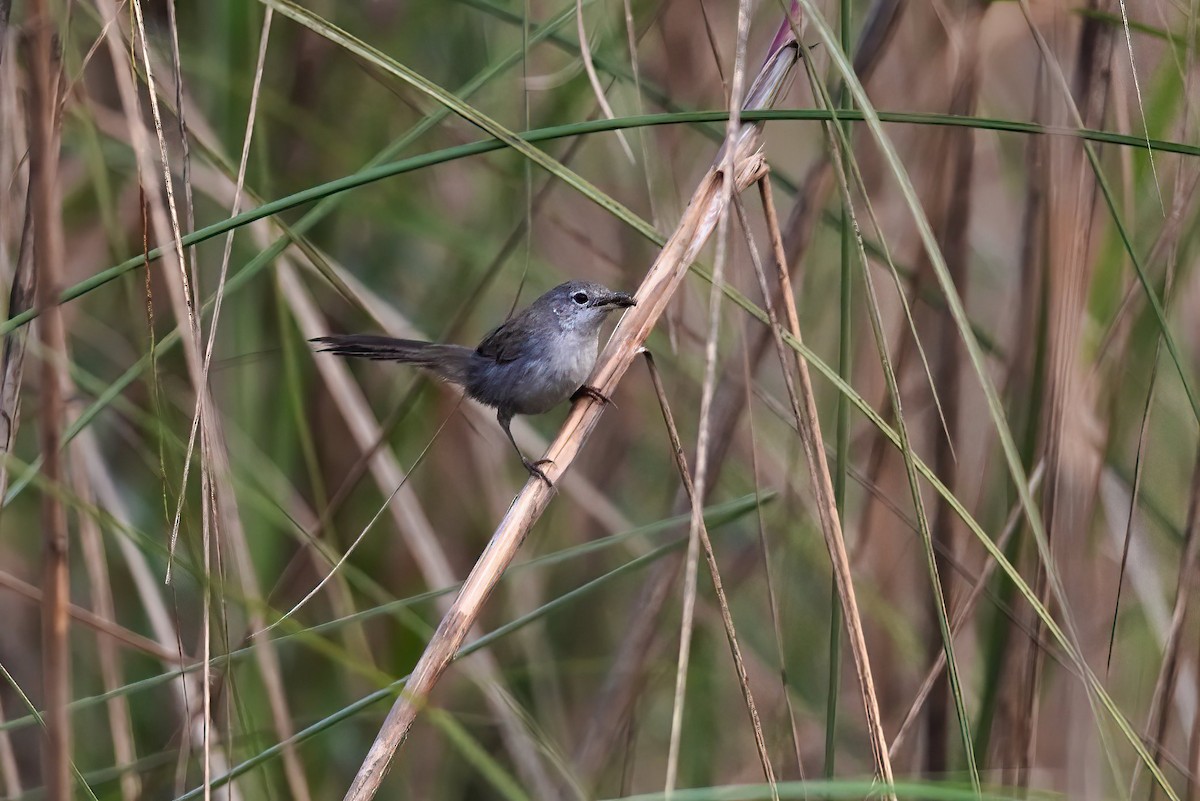 Laticille des marais - ML631350140