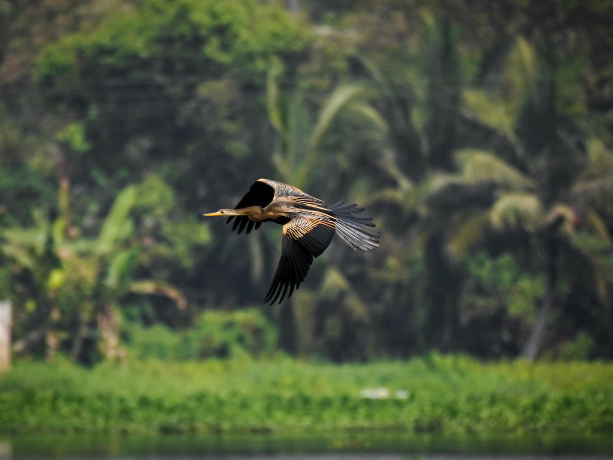 Oriental Darter - ML631350238