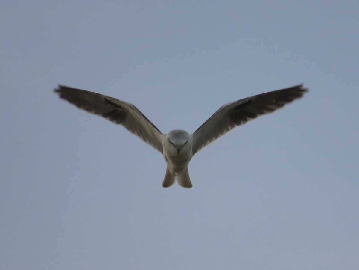 Australienaar - ML631350247
