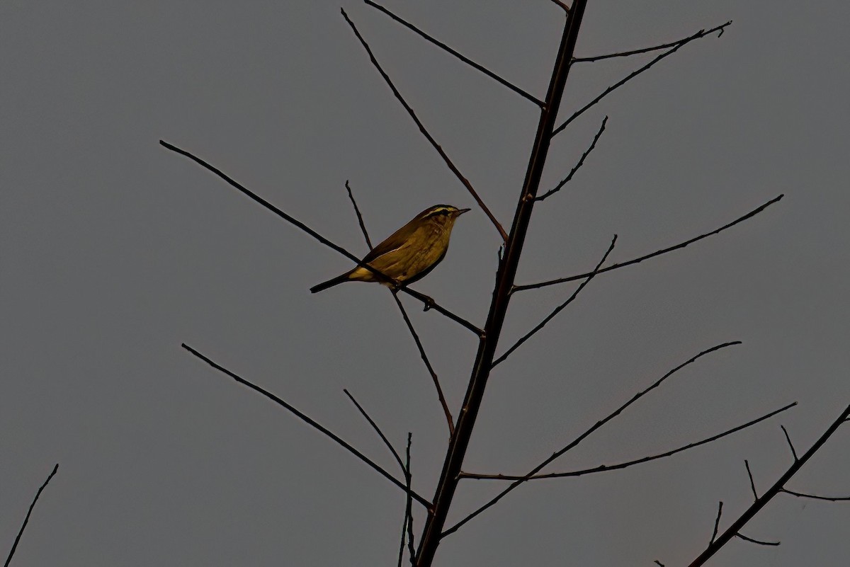 Tickell's Leaf Warbler (Tickell's) - ML631350261