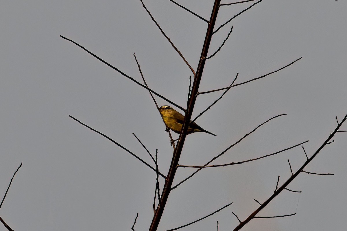 Tickell's Leaf Warbler (Tickell's) - ML631350262